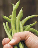 Pole Beans Fortex