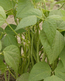 Bush Bean Maxibel Filet