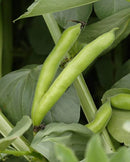 Broad Beans Windsor