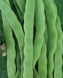 Pole Beans Hilda Romano