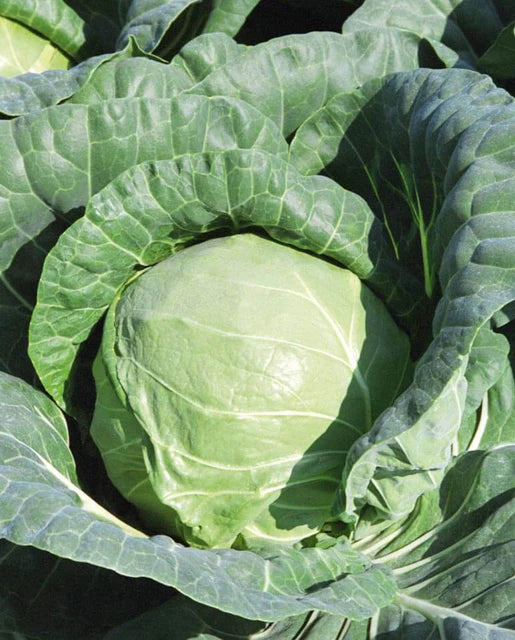 Tiara (COATED) Cabbage