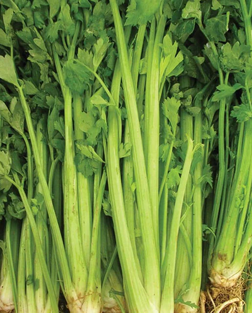 Celery Tall Utah 52-70