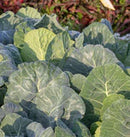 Collards Top Bunch
