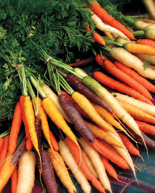 Rainbow Blend Carrots