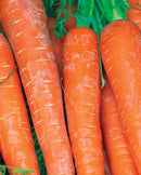 Borelo Carrots