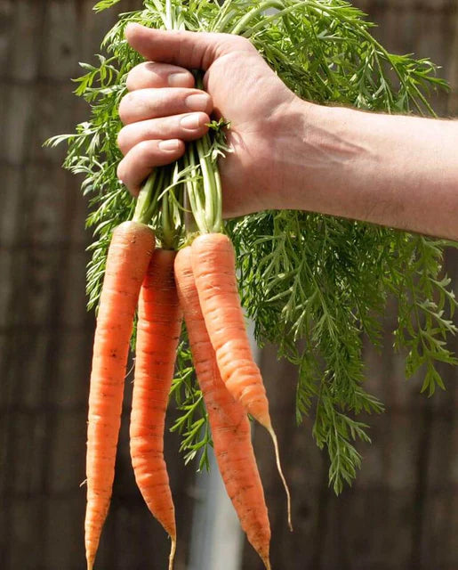Borelo Carrots