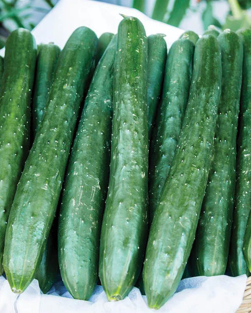 Cucumbers Tasty emperor