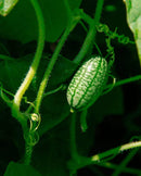 Cucumbers cucamelon
