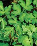 Parsley Dark green Italian