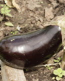 Eggplant Black beauty