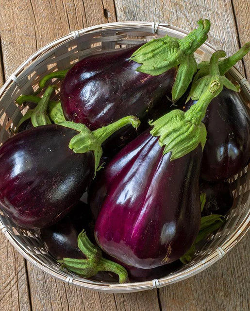 Eggplant Black beauty