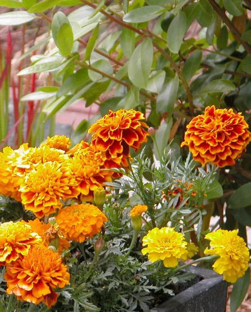 Marigolds Brocade