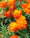 Marigolds Brocade