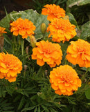 Marigolds Brocade