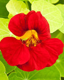 Nasturtium Empress of India