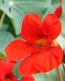 Nasturtium Empress of India