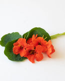 Nasturtium Empress of India