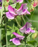 Sweet Peas Striped Butterfly Blend