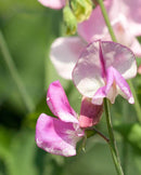 Sweet Peas Striped Butterfly Blend