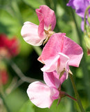 Sweet Peas Striped Butterfly Blend