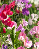 Sweet Peas Striped Butterfly Blend
