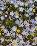 Wildflowers Alternative Lawn Blend