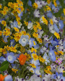 Wildflowers Alternative Lawn Blend