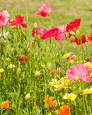 Wildflowers Bee Garden Blend
