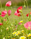 Wildflowers Bee Garden Blend