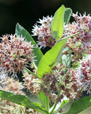 Asclepias Showy Milkweed