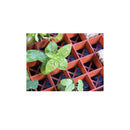 Grodan Gro-Smart Tray Insert