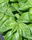 Basil Lettuce Leaf