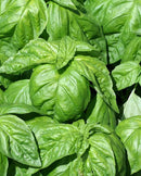 Basil Lettuce Leaf