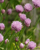 Chives Allium schoenoprasum