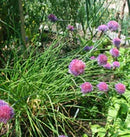 Chives Allium schoenoprasum