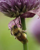 Chives Allium schoenoprasum