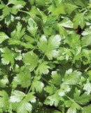 Cilantro Santo Long Standing