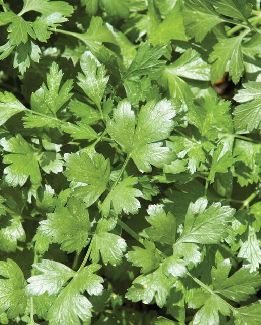 Cilantro Santo Long Standing