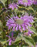 Wild Bergamot