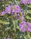 Wild Bergamot