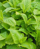 Lemon Balm Melissa officinalis
