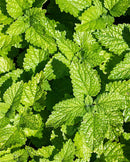 Lemon Balm Melissa officinalis