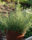 Rosemary Rosmarinus officinalis