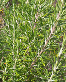 Rosemary Rosmarinus officinalis