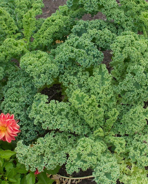 Kale Vates Blue Scots Curled