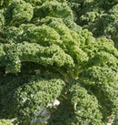 Kale Vates Blue Scots Curled