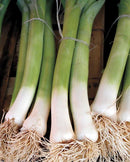 Leeks Varna