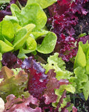 Lettuce Blend Super Gourmet