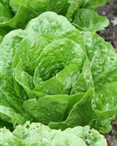 Romaine Lettuce Coastal Star