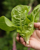 Romaine Lettuce Little Gem